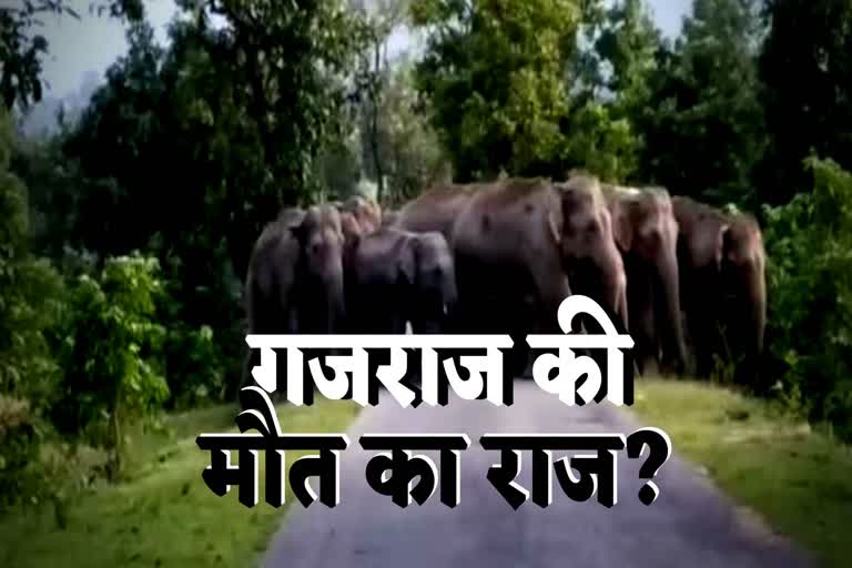 surajpur elephant death case