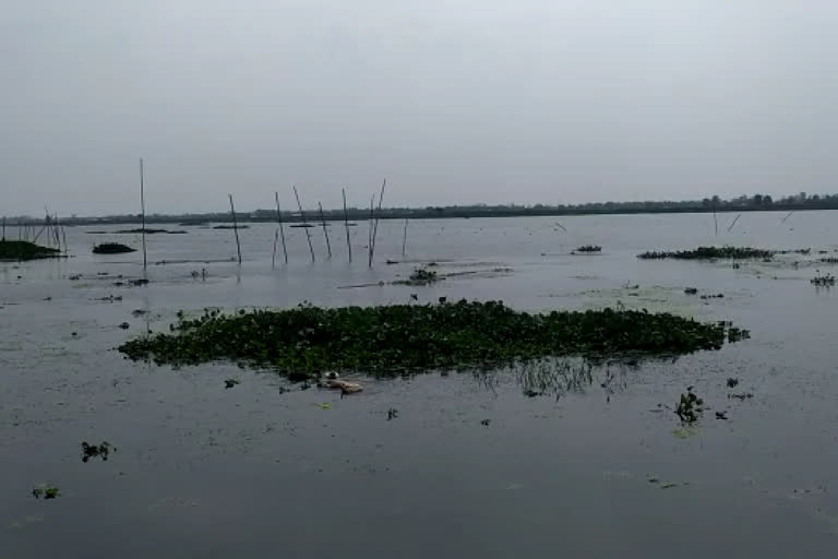 scientific fishery in barpeta