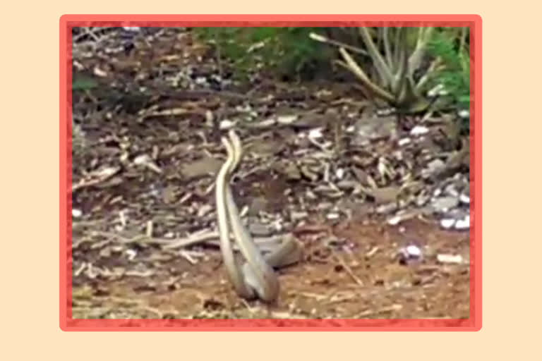 two snakes dance in borampally village kalayanadurgam anantapur district andhra pradesh