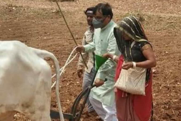 Ratlam-Jhabua MP was seen plowing in the fields