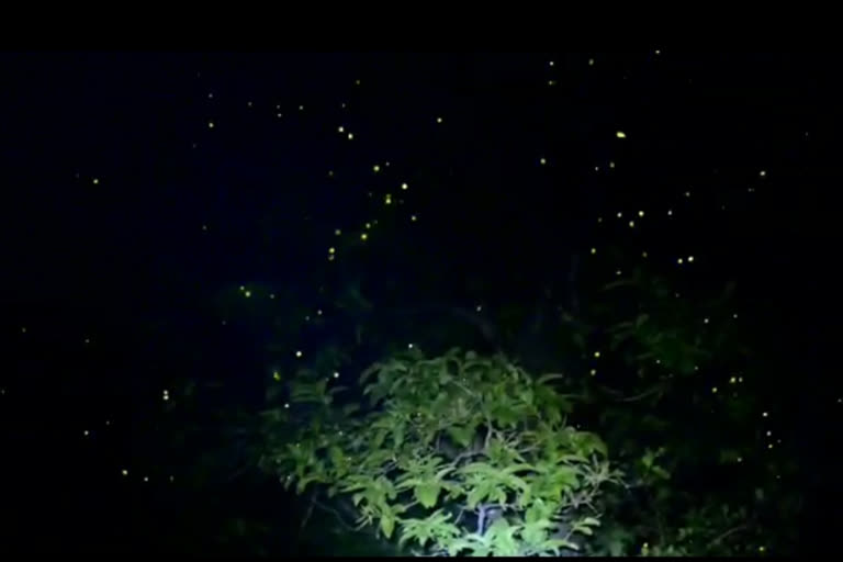 fireflies festival