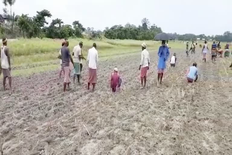 elephant grass plantation chaigaon kamrup assam etv bharat news