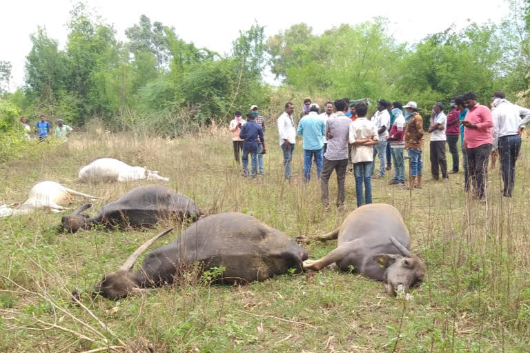 Farmstock Died With Electricity In Bellampally