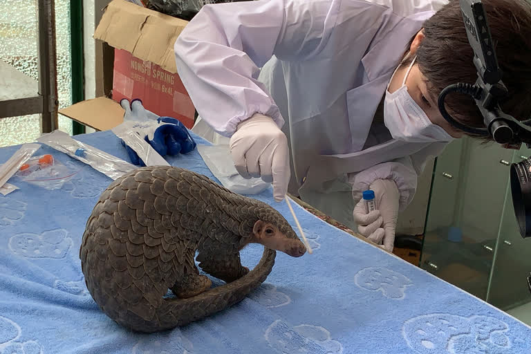 Sophia Zhang, a staffer from China Biodiversity Conservation and Green Development Foundation, collects oral and nasal secretion sample for testing from the Pangolin named Lijin at the Jinhua wild animal rescue center in eastern China's Zhejiang province.