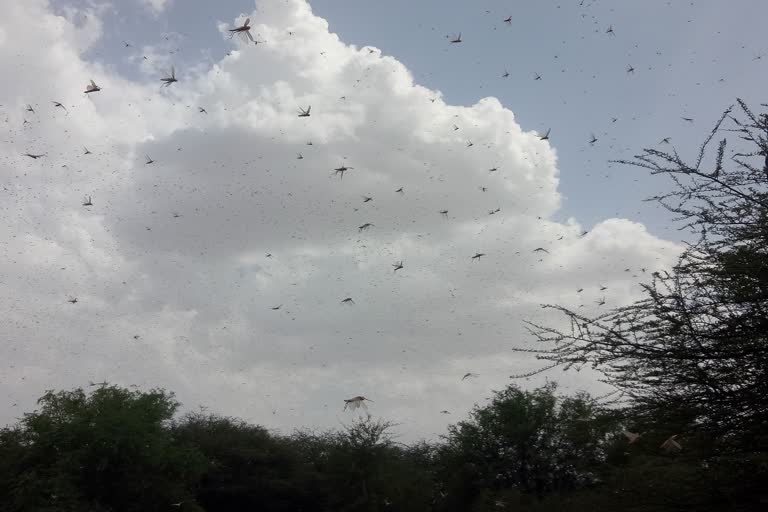 Locusts in renwal  Locusts in rajasthan  locusts attack in rajasthan  rajasthan news  jaipur news