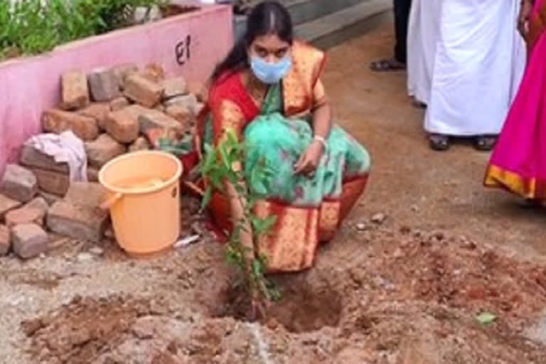 zp chairman planted trees in jogulamba gadwal district