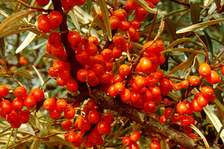 seabuckthorn