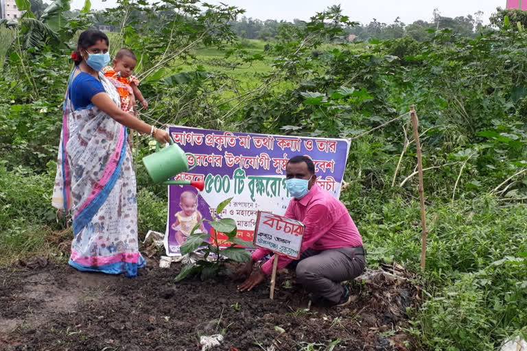 Sapling planting