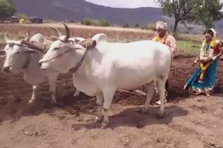 daughter sowed in farm when  On the way to the father-in-law home nashik