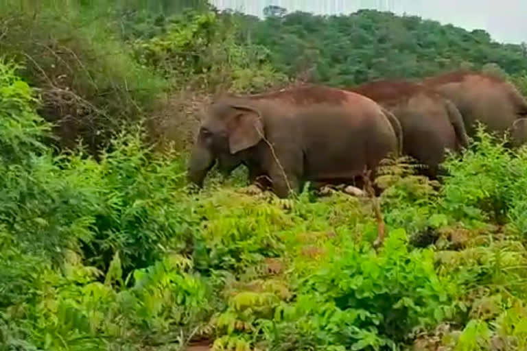 ఏనుగుల సంచారంతో గిరిజనుల ఆందోళన