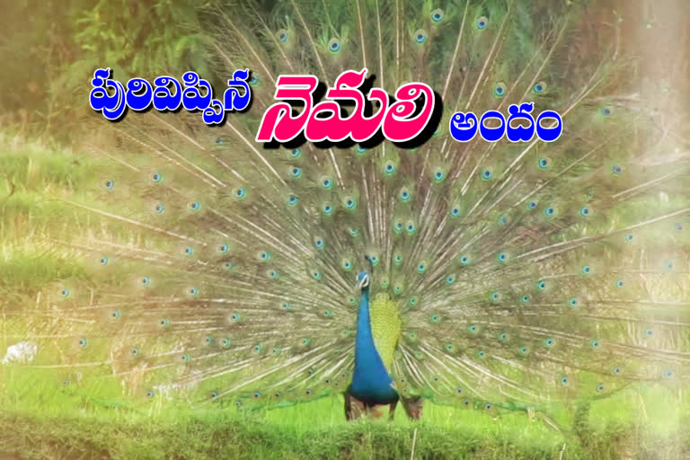 పురివిప్పి నెమలి నృత్యం