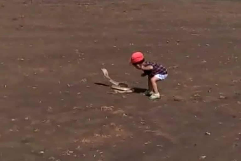Two-year Old Kid Curious to touch the tail  Of snake: Just missed by the bitten of the Cobra