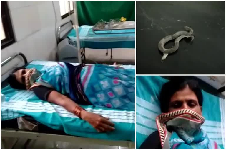 woman biten by snake carried snake to hospital