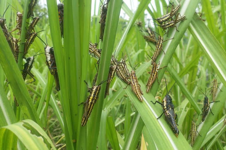 Locusts in cheedikada vizag district