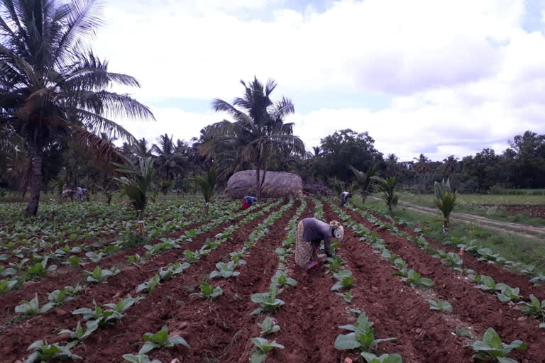 Tobacco saplings infected