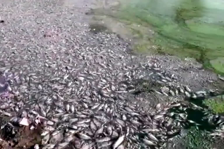 Tonnes of fishes found dead in Rajasthan