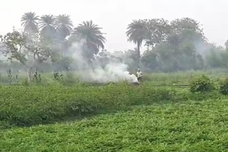 Locust party entered again in Panna