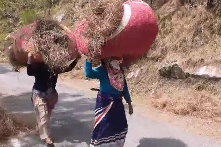 pauri