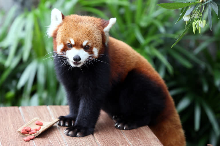 red panda