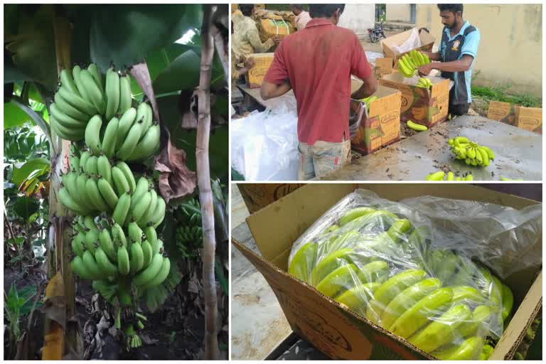 banana prices Improving due to increased demand