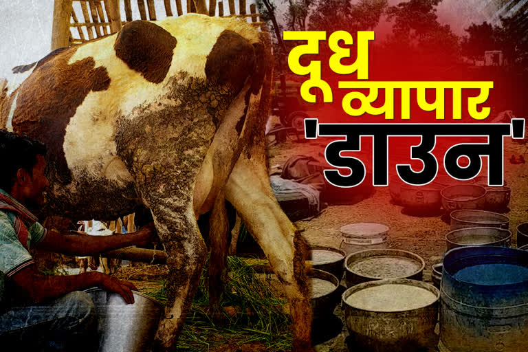 problems of cattlemen increased due to reduced milk demand in lohardaga