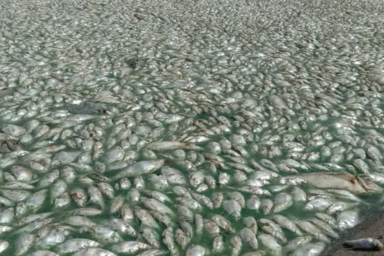 Millions of dead fish found in Godavari river in Nanded