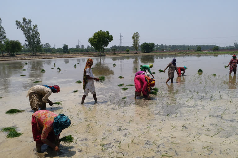 हरियाणा धान फसल रोपाई