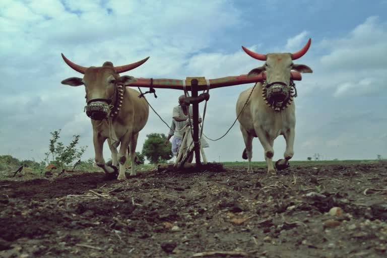 Kharif sowing begins in latur