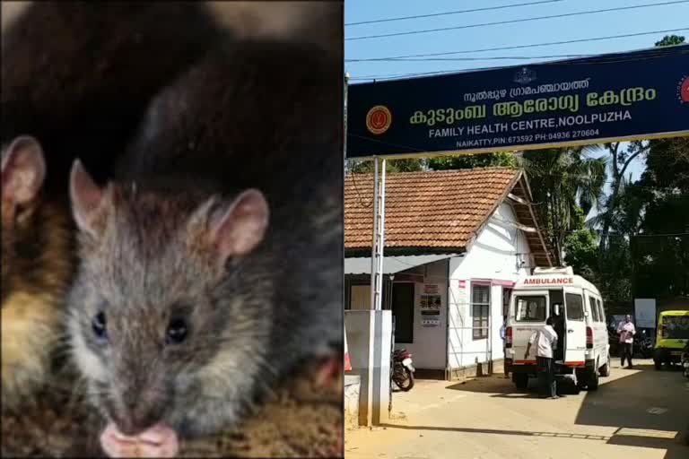 Wayanad in fear of rat fever  rat fever in wayand news  വയനാട് വാര്‍ത്തകള്‍  എലിപ്പനി