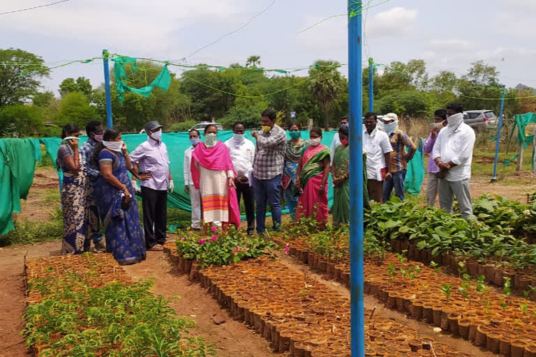 collector haritha inspection three villages in warangal rural district