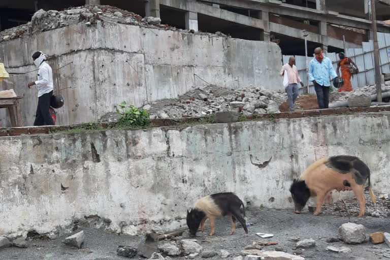 Pigs roaming the Yadagirigutta Temple