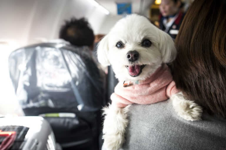 Pet Dog Flies Back Home after Industrialist Books Chartered Flight between Mumbai and Bengaluru