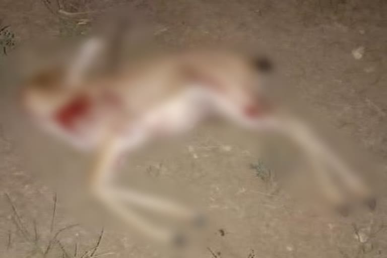 जोधपुर न्यूज, jodhpur news, चिंकारा का शिकार, Chinkara hunt