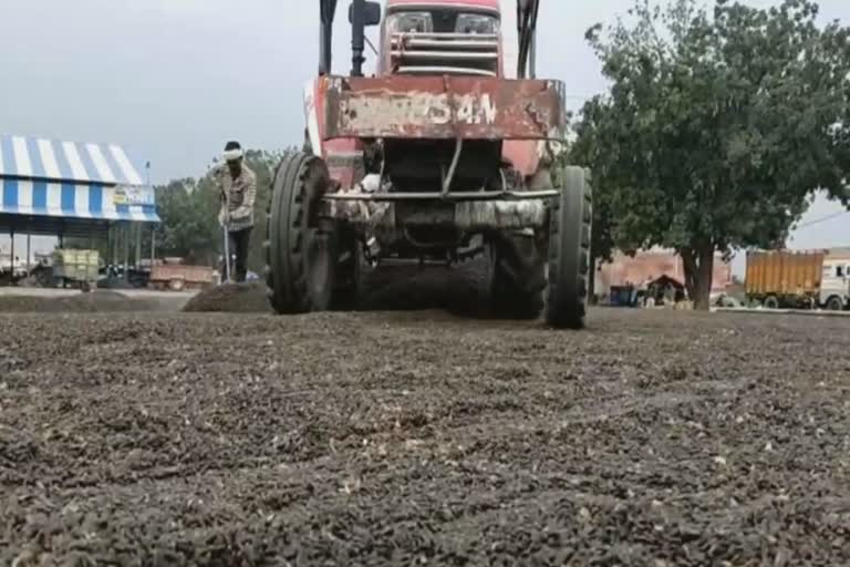 sunflower crop illegally sold in haryana