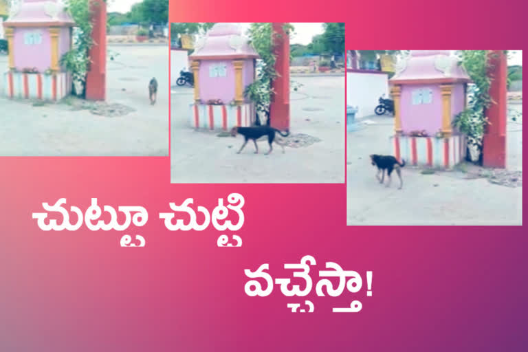 dog walked around lord Rama temple in Langar Houz in Hyderabad