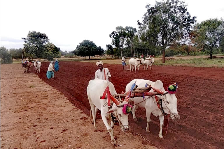 ಬಿತ್ತನೆ ಕಾರ್ಯದಲ್ಲಿ ಸಕ್ರೀಯನಾದ ಅನ್ನದಾತ