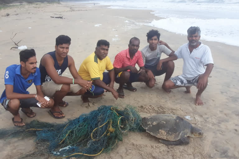 turtle saviours save the turtle stuck in the net at Vengurla