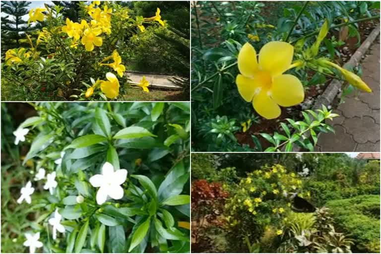 Kottakkunnu park  കോട്ടക്കുന്ന് ഉദ്യാനം  മലപ്പുറം ജനകീയ ഉദ്യാനം