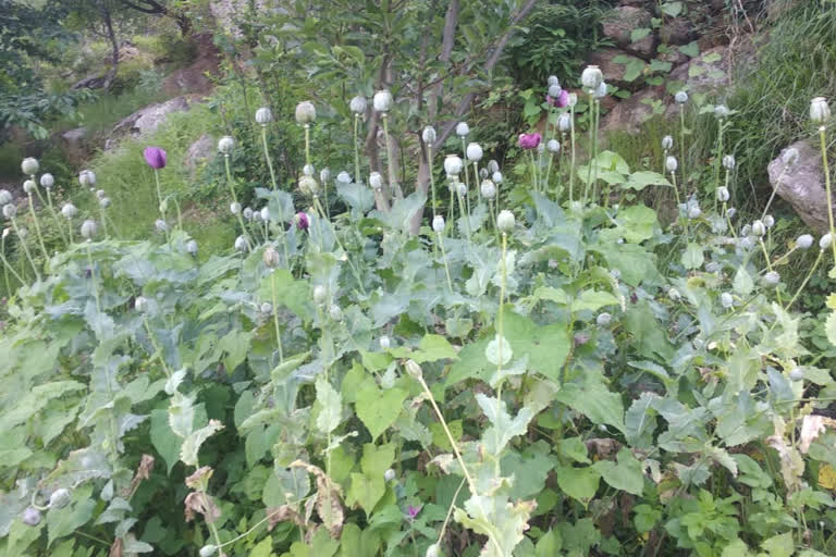 opium cultivation