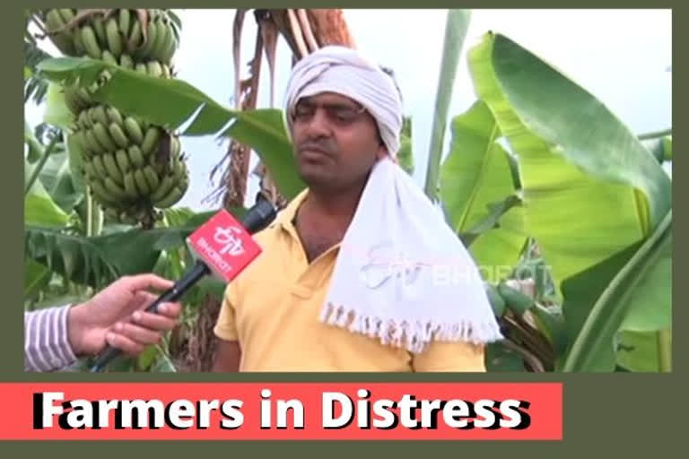 Raipur farmer forced to destroy crops with no demand