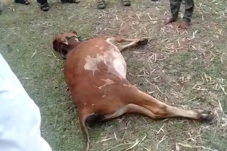 death calf