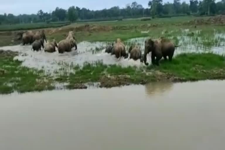 elephant destroy property at golaghat