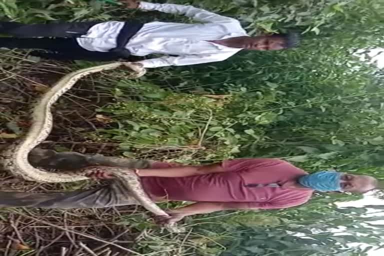 Forest worker holding dragon