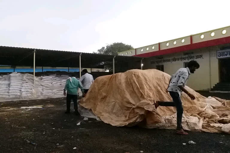 Wheat gets wet due to rain in agar