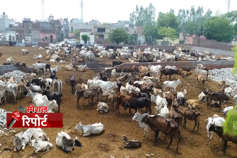 cows died during lockdown in gaushala panipat