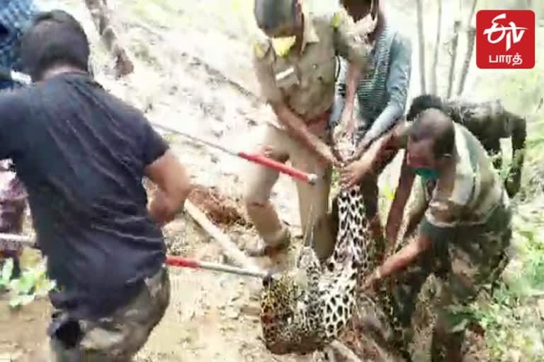 மீட்கப்பட்ட சிறுத்தை