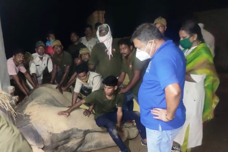 treatment-of-sick-elephant-continues-in-korba