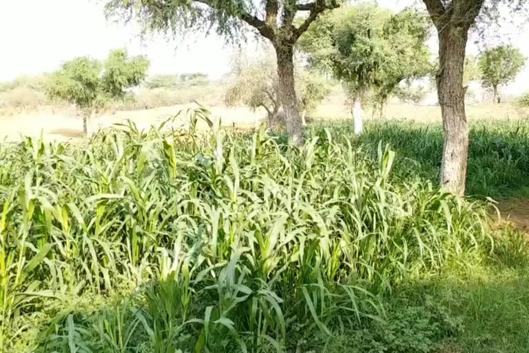 kharif cultivation in Jhunjhunu, jhunjhunu news