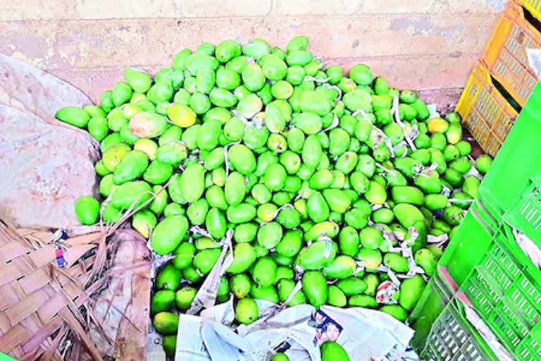 mango business problems at kadapa district