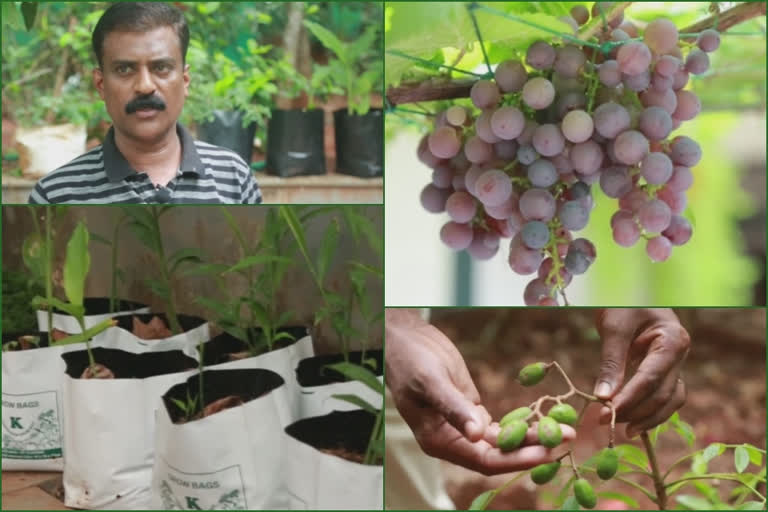 മലപ്പുറം കൃഷി  അഷ്റഫ് കൃഷിക്കാരൻ  മലപ്പുറത്തെ കൃഷിക്കാരൻ  കേരള വ്യാപാരി വ്യവസായി ഏകോപന സമിതി  malappuram farmer  farmer ashraf  malappuram farming news